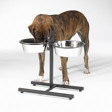 boxer with metal food and water bowl stand