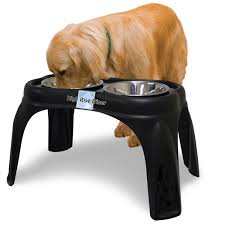 golden retriever with plastic food bowl and water stand