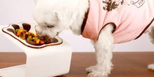 minature dog eating from food bowl and water stand