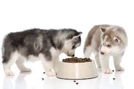 puppies eating dinner